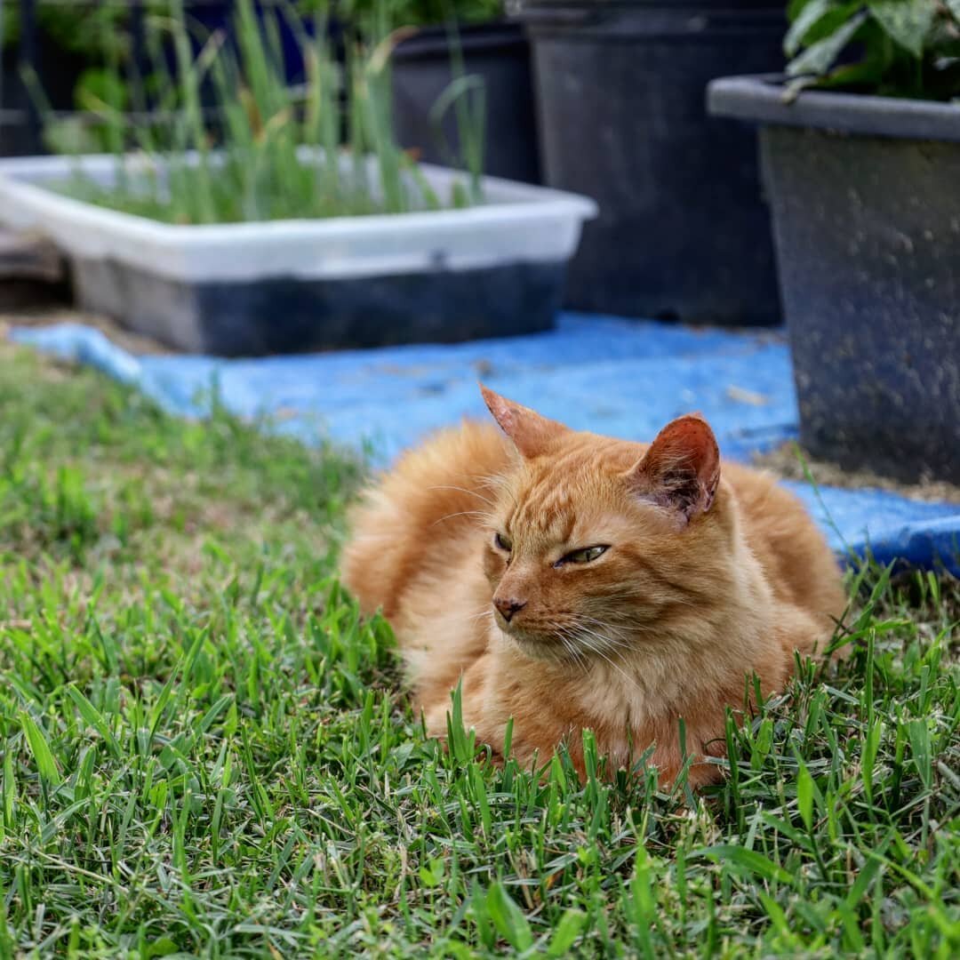 Charlie being a chill boy. 2020/06/29.