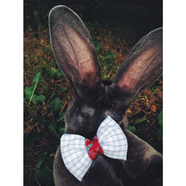 Peter Rabbit, looking incredibly dapper.