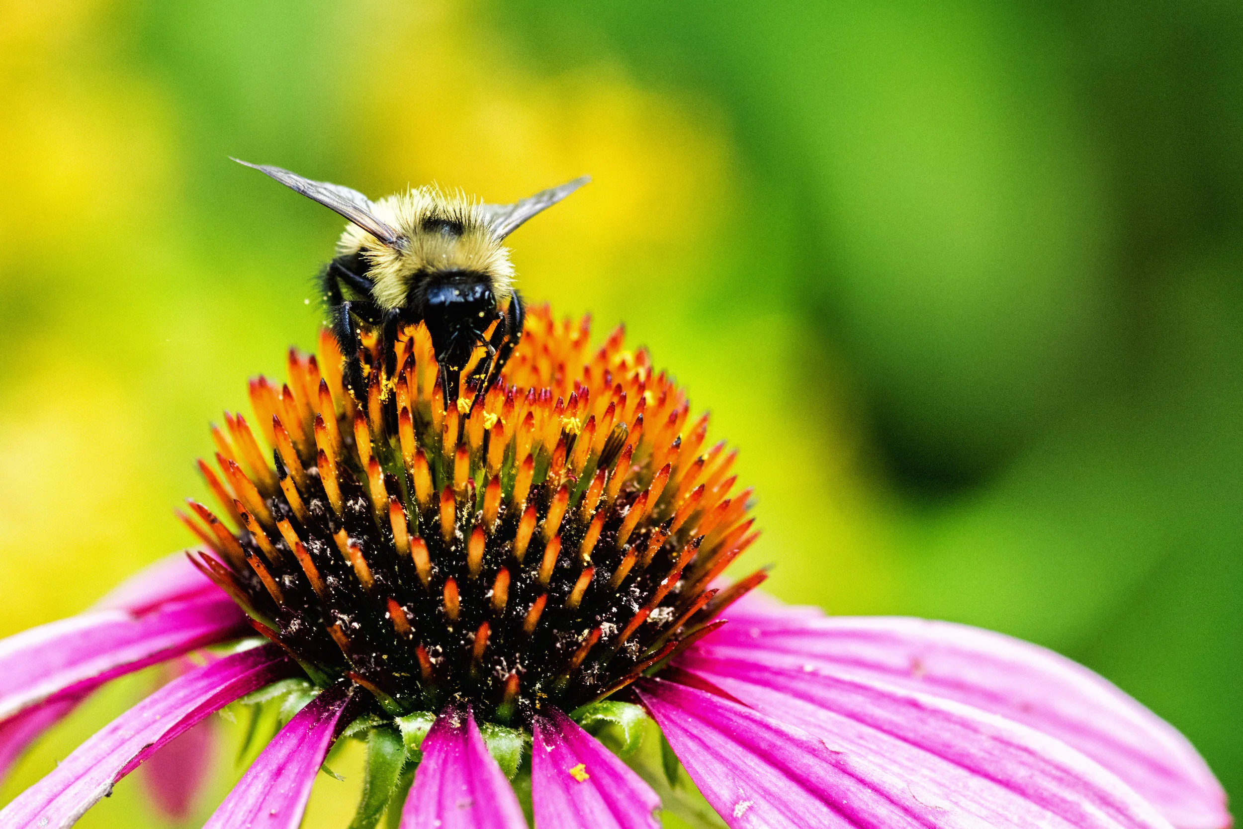 bee closeup 2.jpg