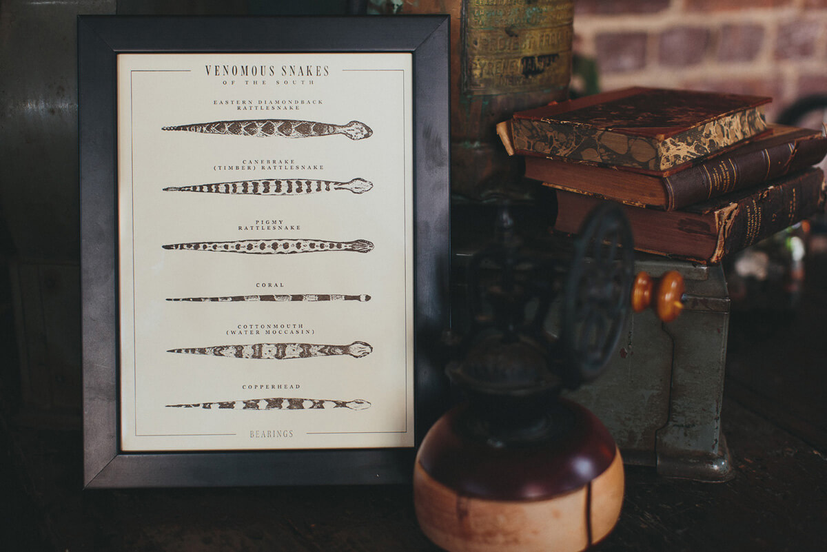 The Snakes of the South diagram illustration in letterpress fine art poster print is in a dark wood frame and photographed on a shelf next to a cactus.