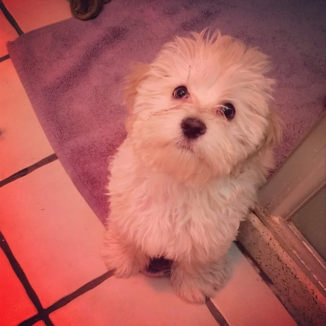 Got a puppy. This is Bella.