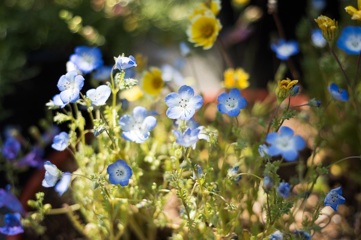 EarthDay2015-116.jpg