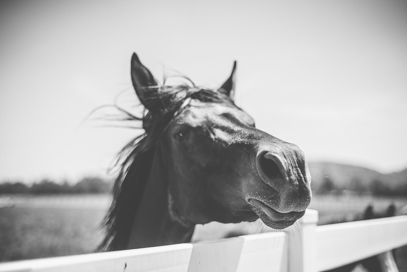 Horsin'Around-6.jpg