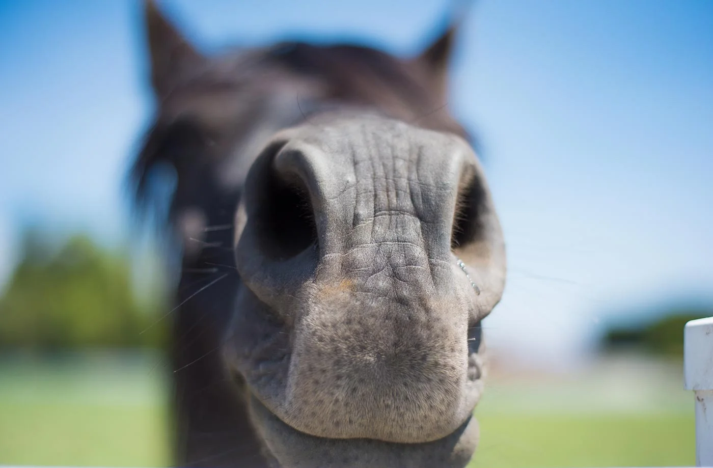 Horsin'Around-7.jpg
