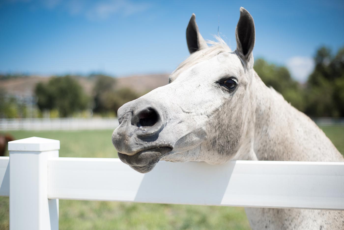 Horsin'Around-10.jpg