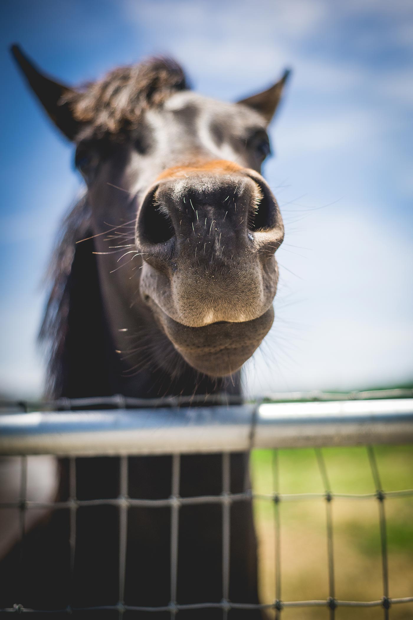 Horsin'Around-17.jpg