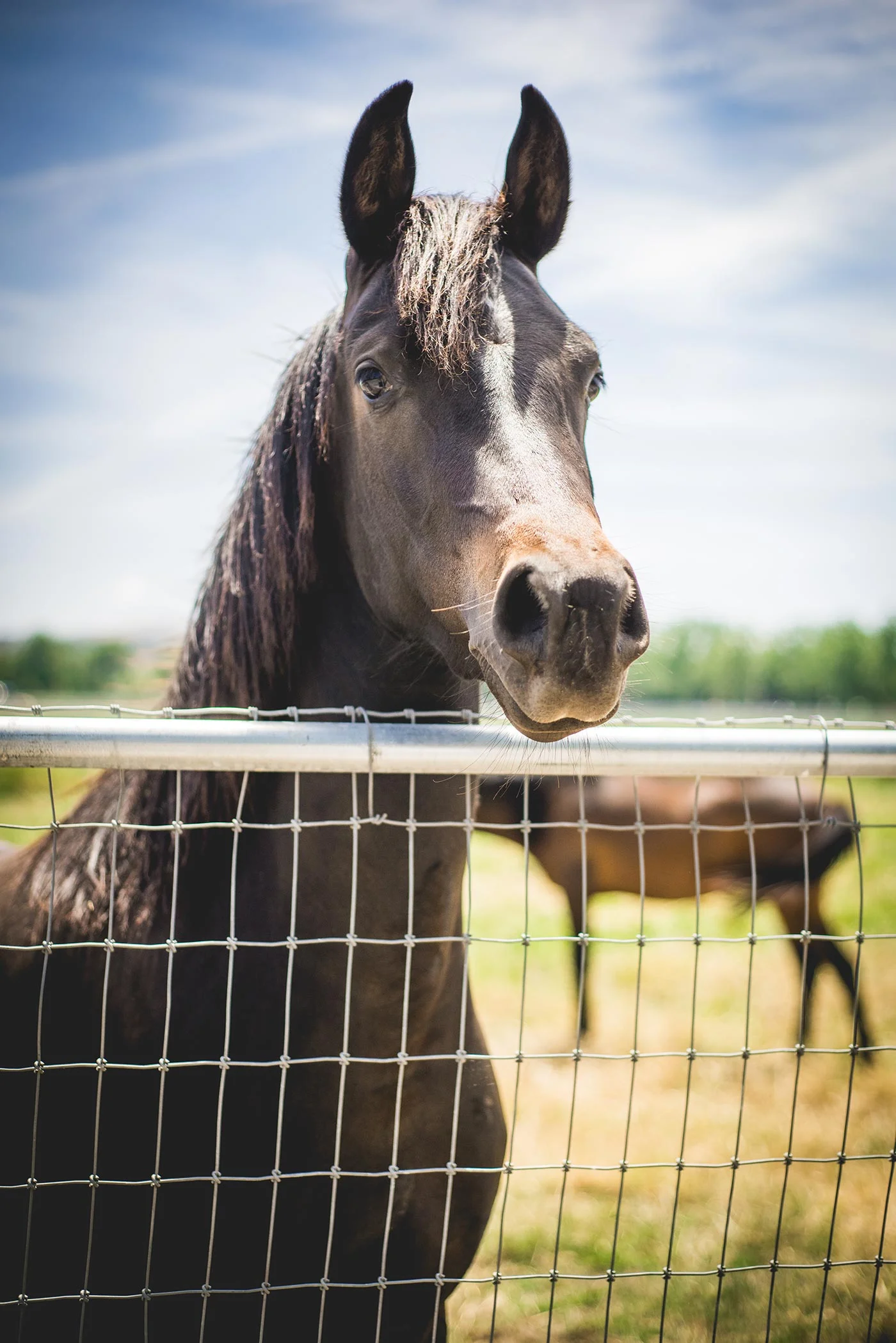 Horsin'Around-18.jpg