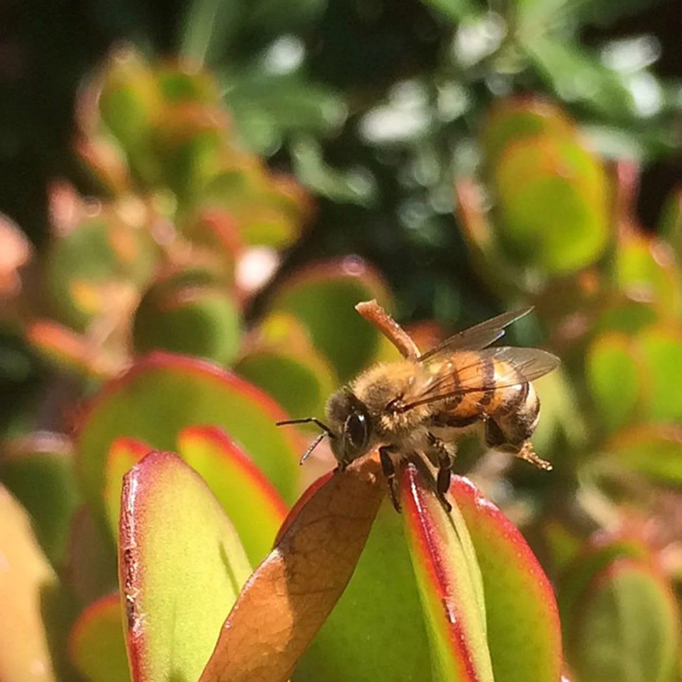 i-saved-this-little-darlings-life-from-the-pool-nature-is-tres-cool-and-the-iphone-5s-camera-isnt-terribly-shabby-either-mini-bokeh-bee-140365_17982544046_o.jpg