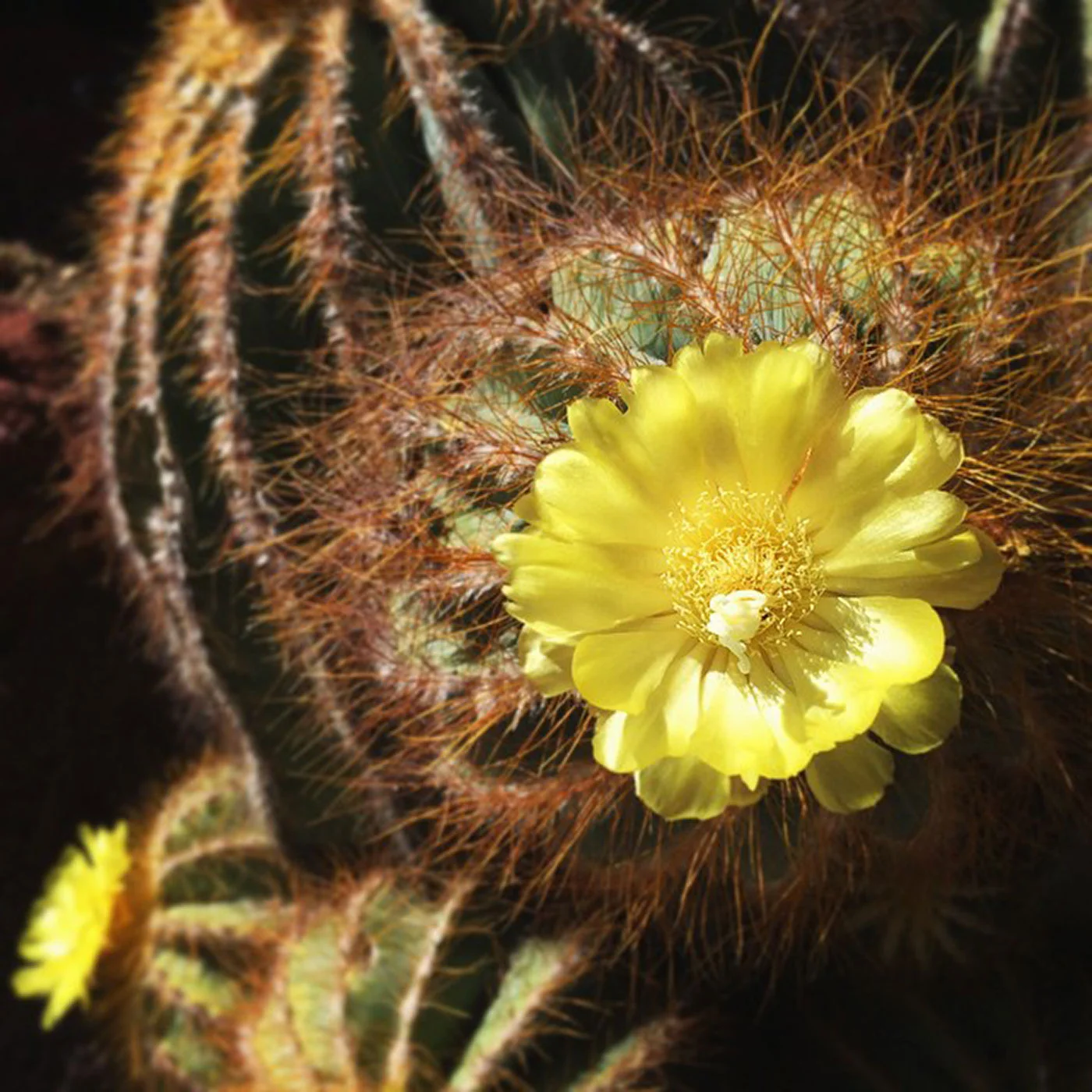 petals-and-daggers-donttouch-cactus-flower-floral-128365_17506482190_o.jpg