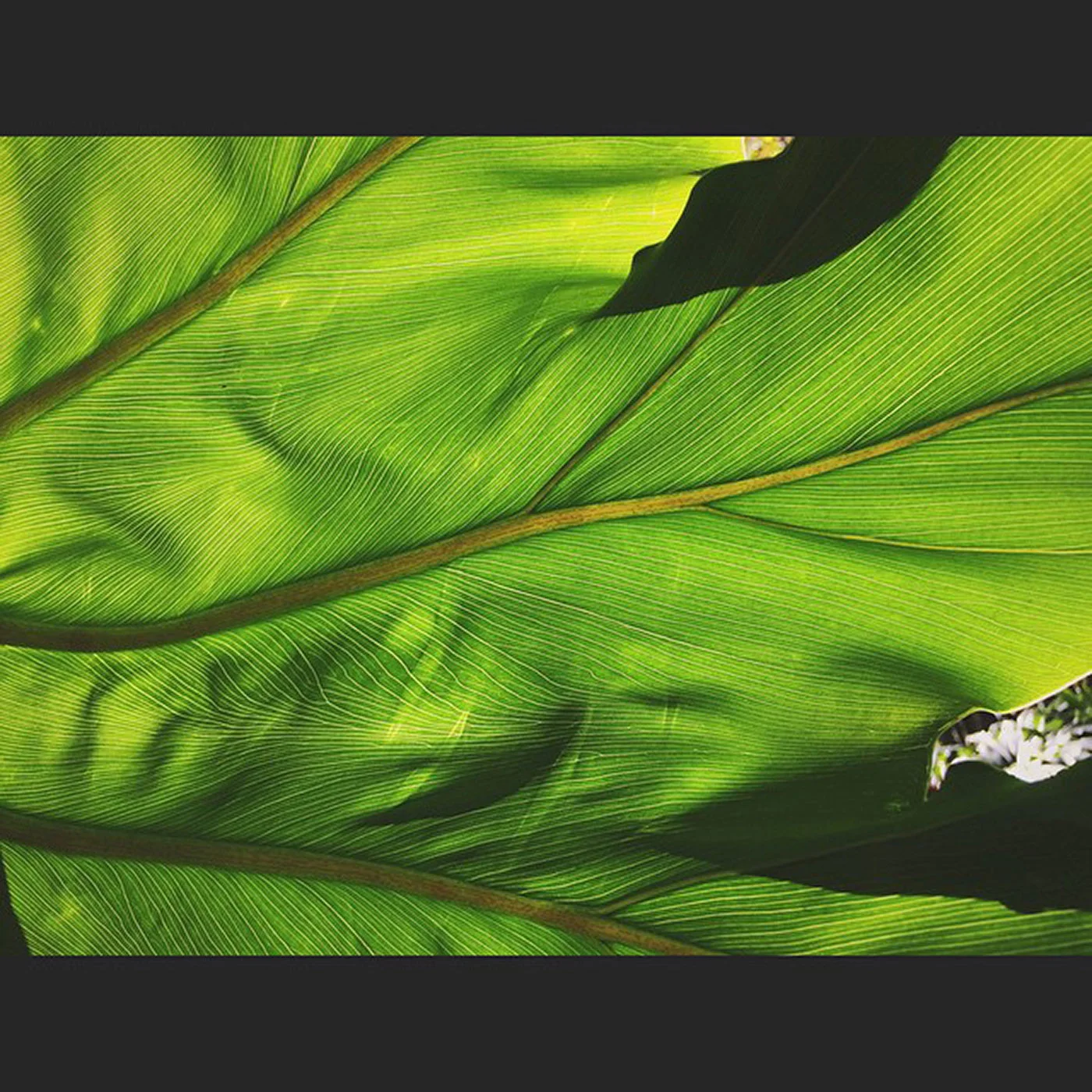 the-tropics-palms-veins-life-131365_17614575920_o.jpg