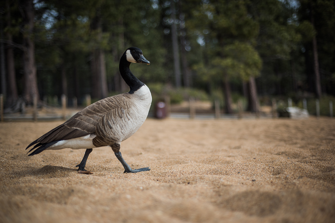 smlTahoeAdventure-May2015-329.jpg