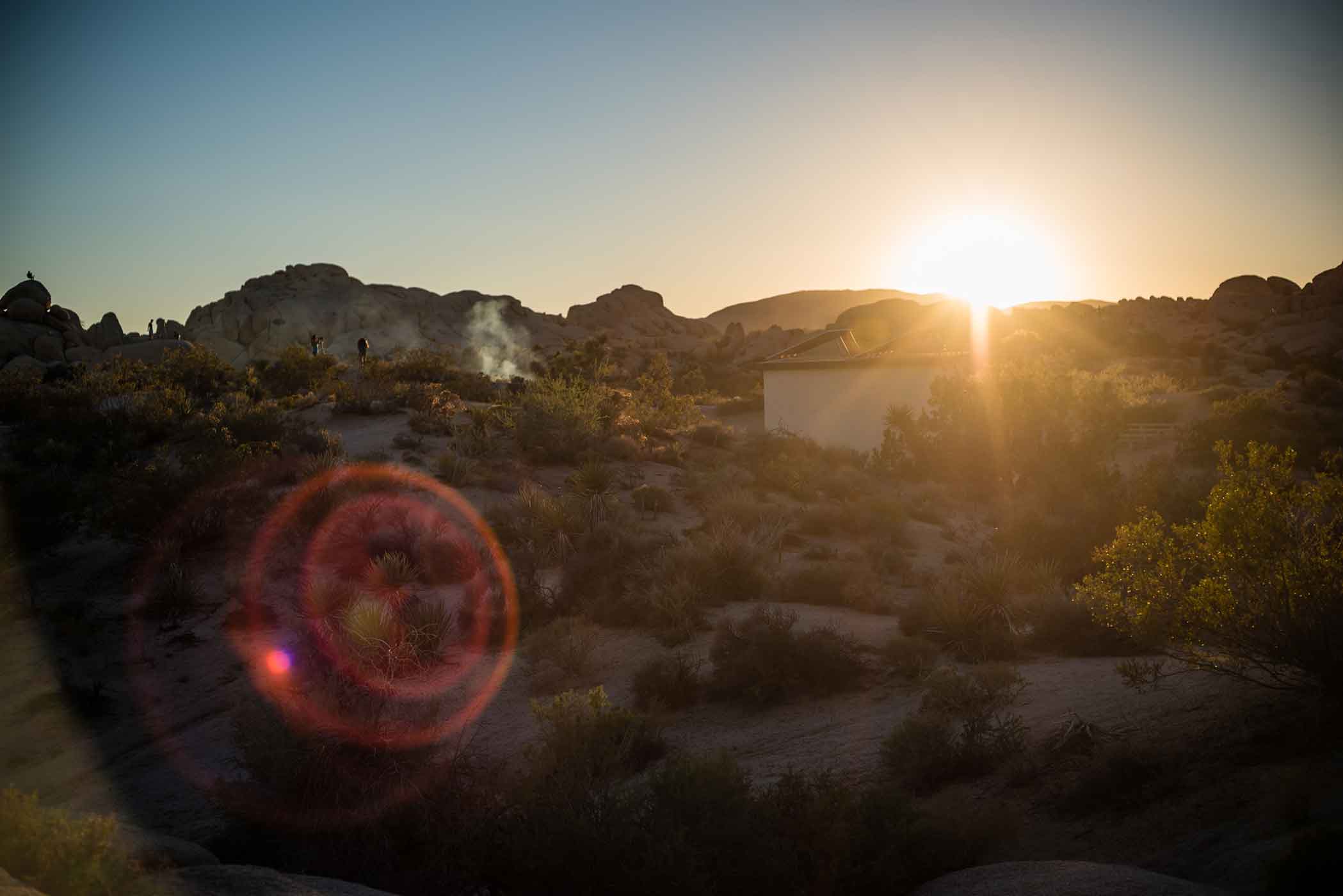 smlJoshua-Tree---Sept-2015-13.jpg