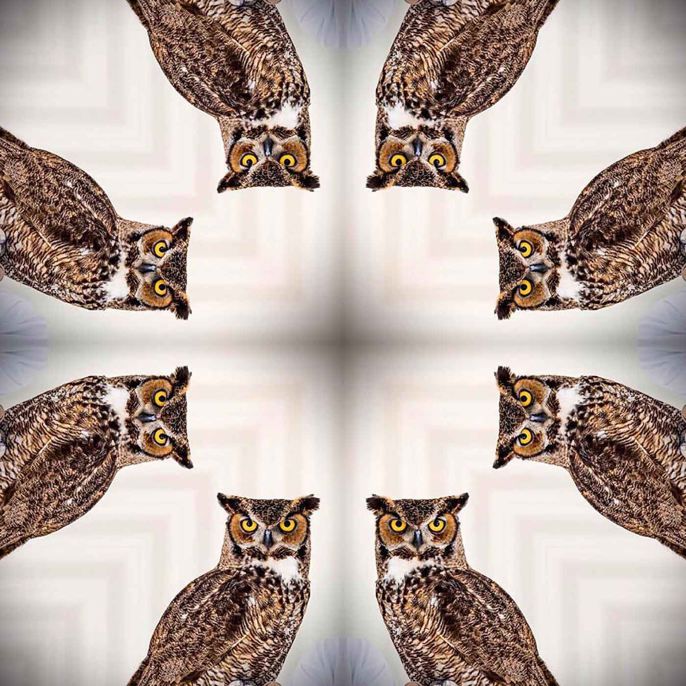 had-some-fun-the-other-night-playing-with-an-owl-remix-thewatchman-hoot-hoot-203365_20243191761_o.jpg