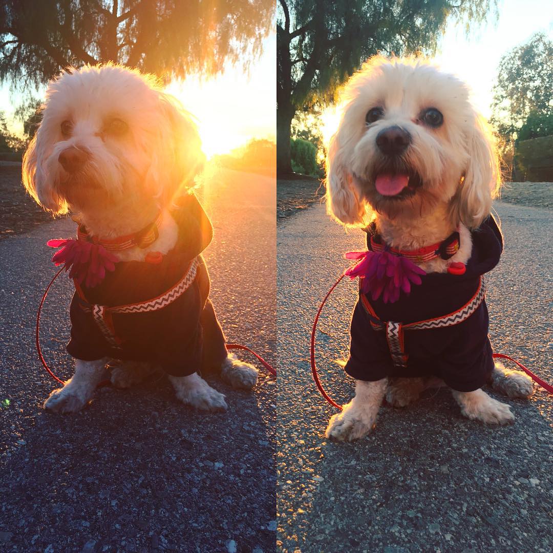 hi-ok-ok-so-it-wouldnt-be-fair-to-post-one-pup-and-not-the-other-taking-advantage-of-that-sunset-tho-dogsofinstagram-331365-forever-puppy-face-berriefromperrie_23596719982_o.jpg
