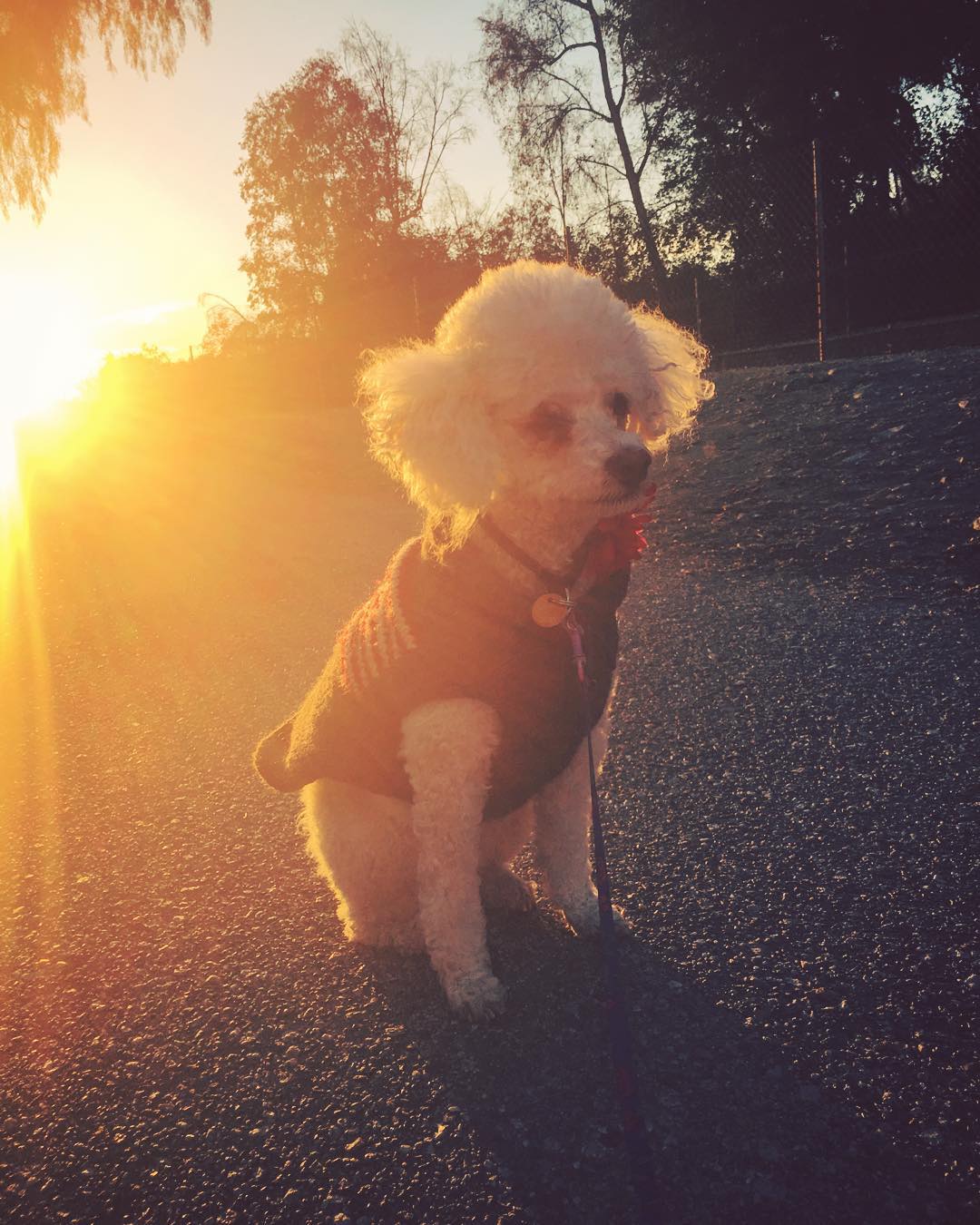 when-you-come-across-the-dreamiest-sunset-and-dont-have-a-model-but-know-its-your-civic-duty-as-a-photographer-to-not-let-that-golden-light-go-to-waste-your-dogs-fill-in-as-models-330365-mimi-unleashed-dogsofinstagram-poodle-fluff_23337186889_o.jpg