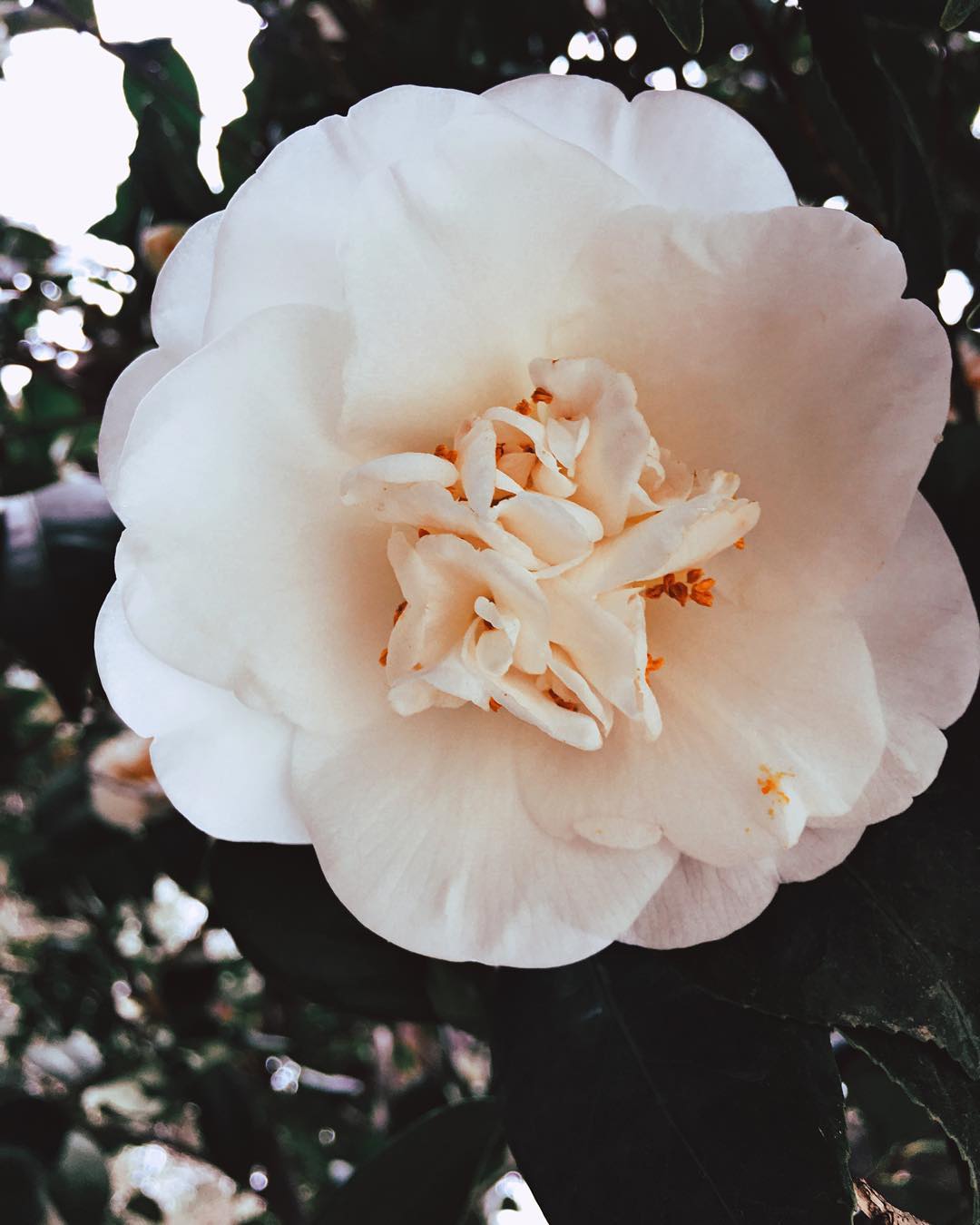 alright-back-onto-the-iphone-adventure-pics-for-a-bit-till-i-load-up-my-next-slr-stuff-fabulous-white-flower-all-up-on-the-scrippscollege-margaretfowlergarden-man-i-miss-school-so-much-22366-scrippscollege_23936693214_o.jpg