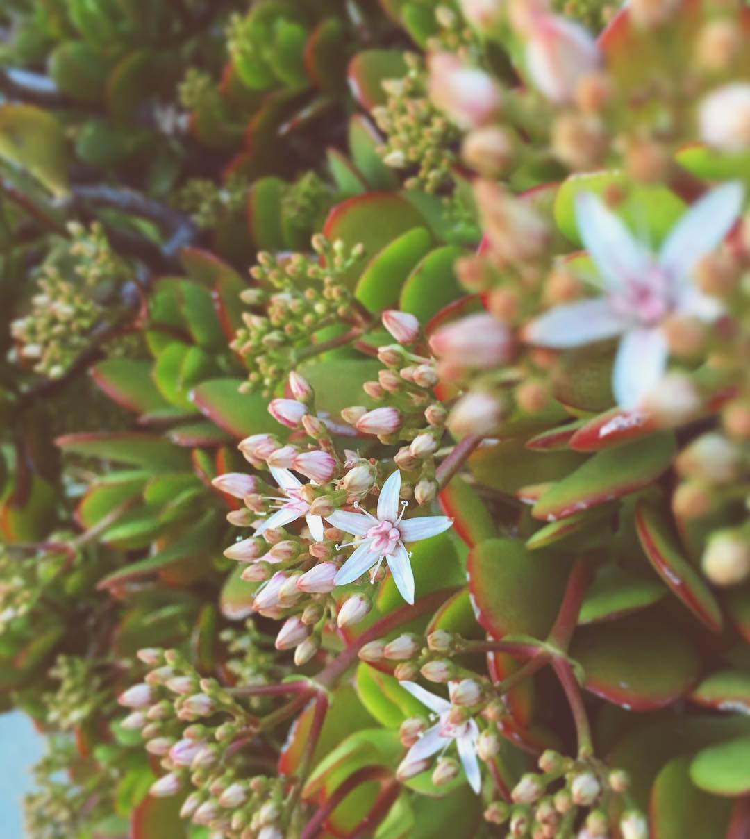 just-noticed-our-sweet-little-jade-bloomed-tiny-white-flowers-ahoy-succulents-succulentgarden-3366_23793033059_o.jpg