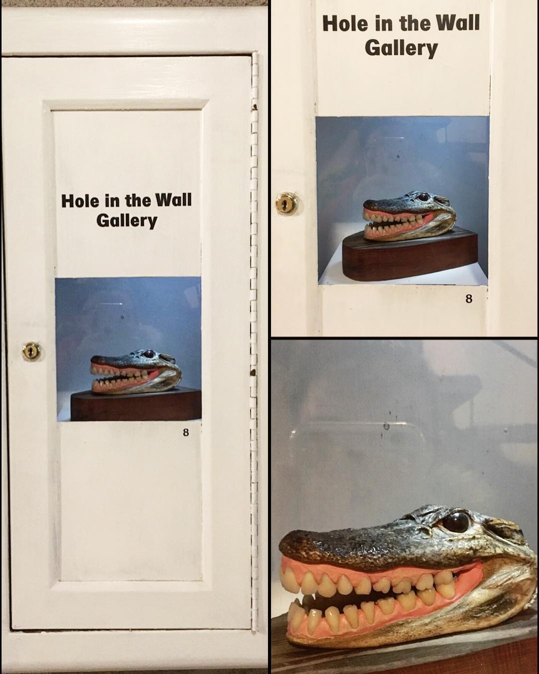 best-gallery--museum-ever-54366---croc-crocodile-alligator-gator-dentures-holeinthewall-littlesurprises-smile_25138575333_o.jpg