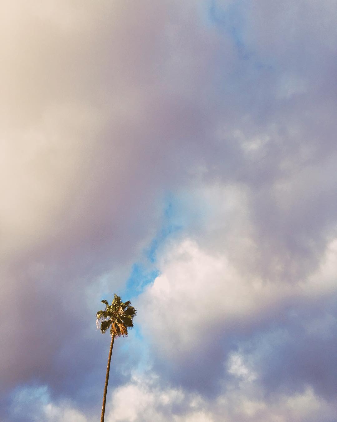 cottoncandy-on-a-stick-palm-palmtree-puffy-clouds-yum-53366-rainydays-sunshine-peeking-through_25731884835_o.jpg