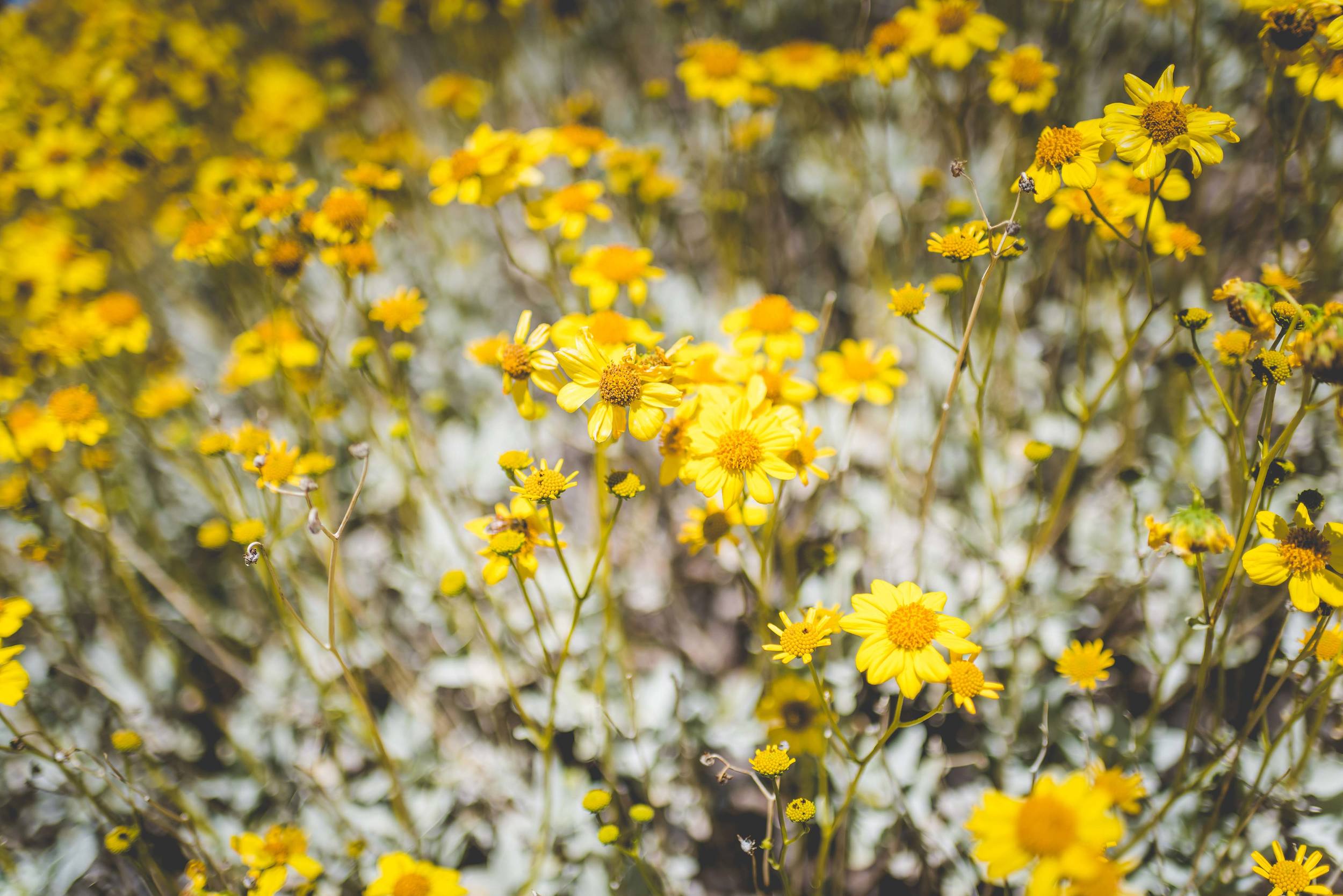 sDesert-Day---4-2-16-2.jpg