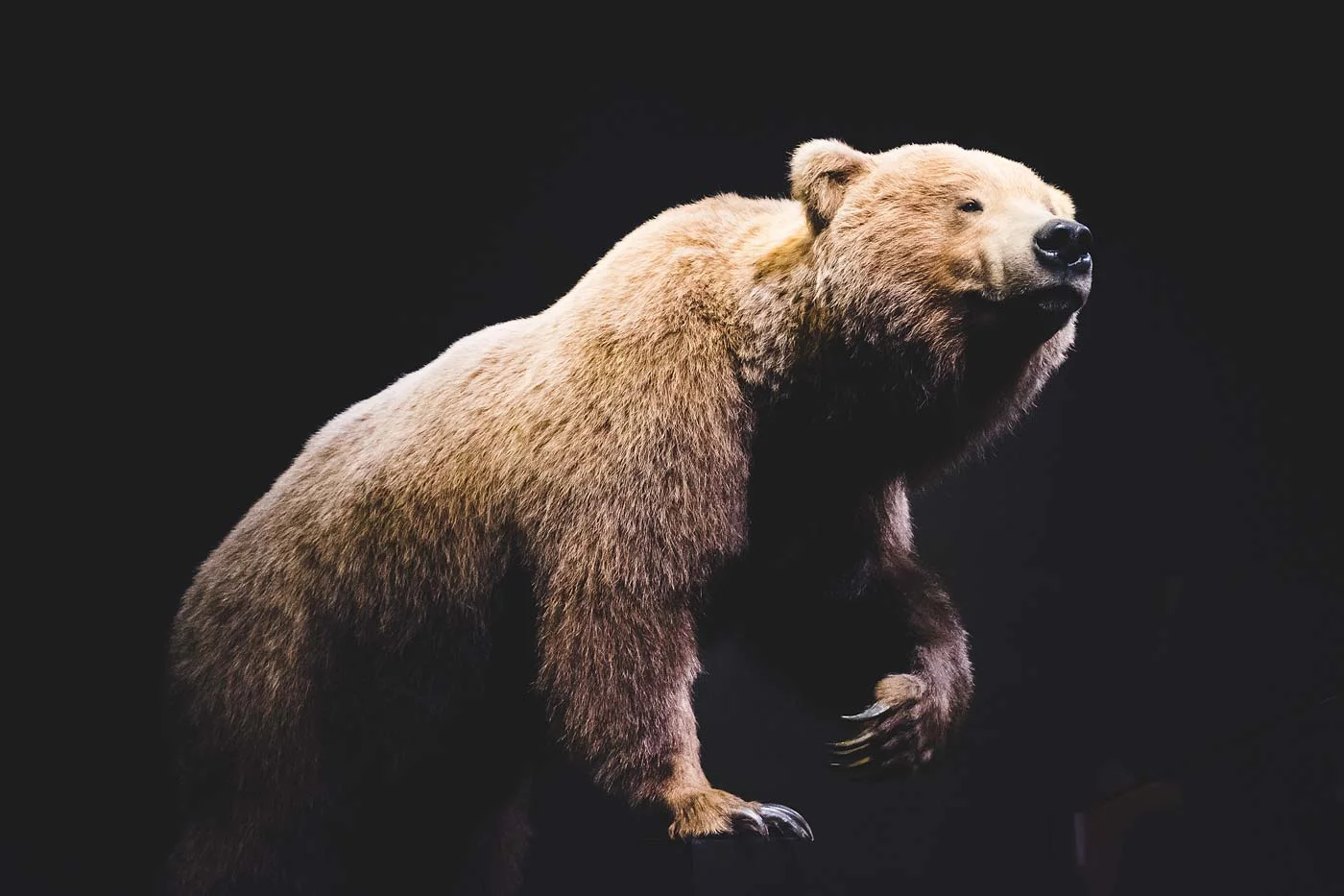 sNatural-History-Museum---Feb-2017-23.jpg