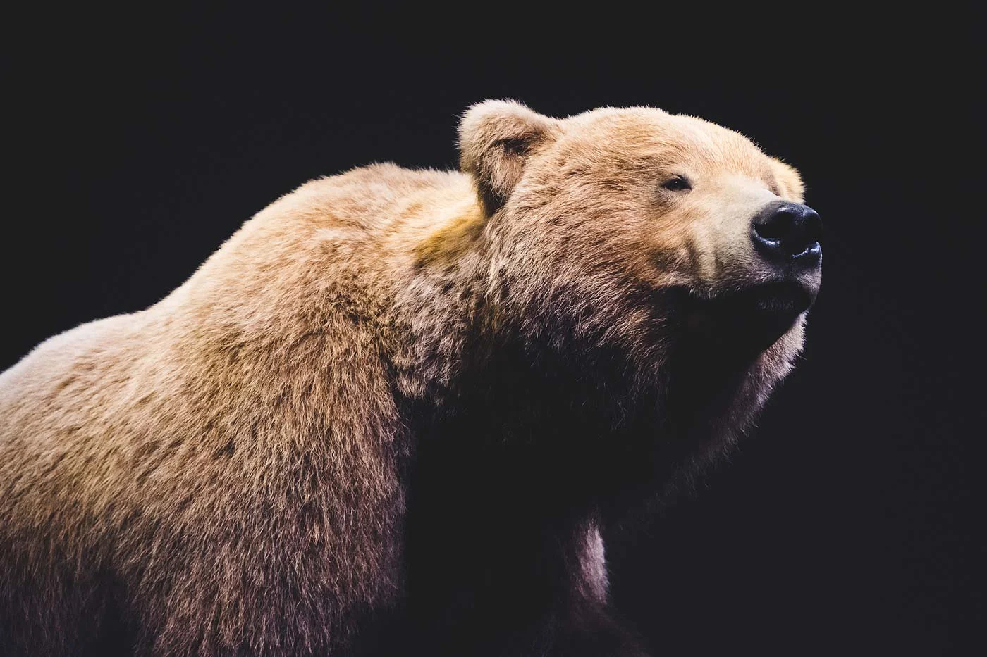 sNatural-History-Museum---Feb-2017-24.jpg