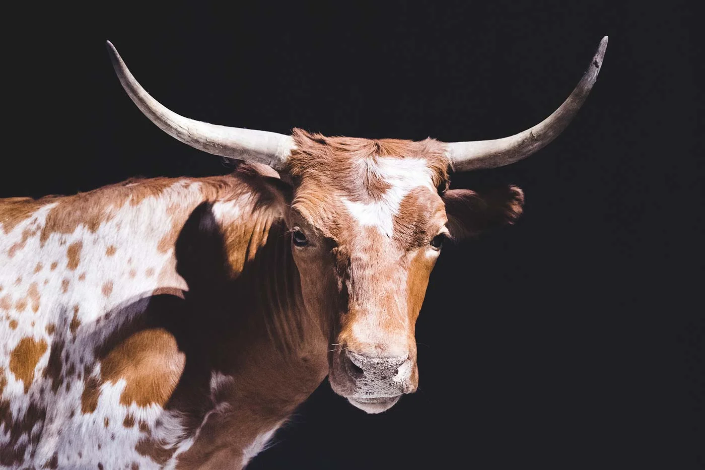 sNatural-History-Museum---Feb-2017-25.jpg