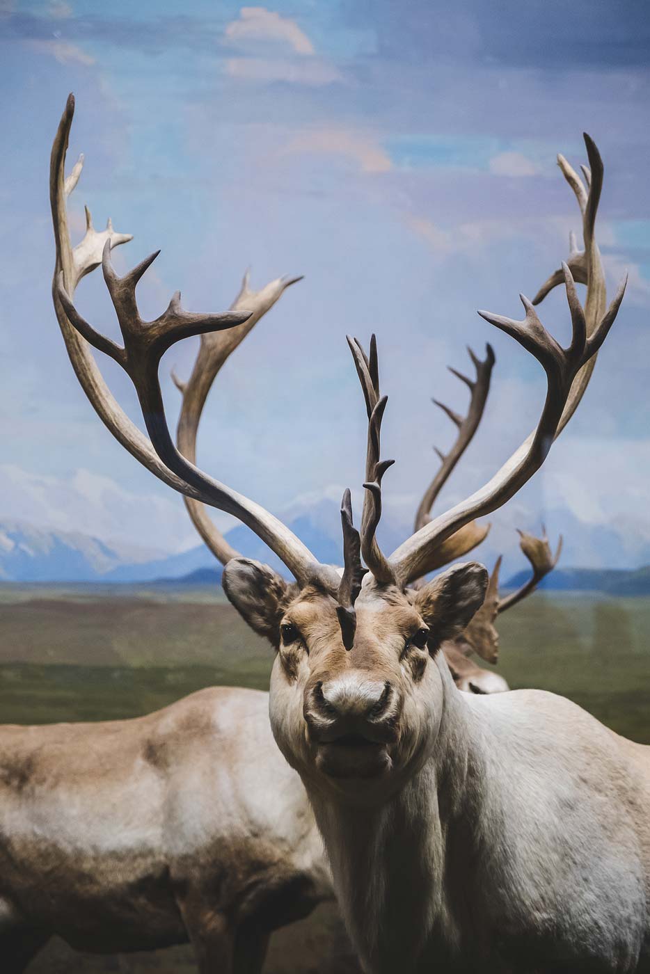 sNatural-History-Museum---Feb-2017-56.jpg