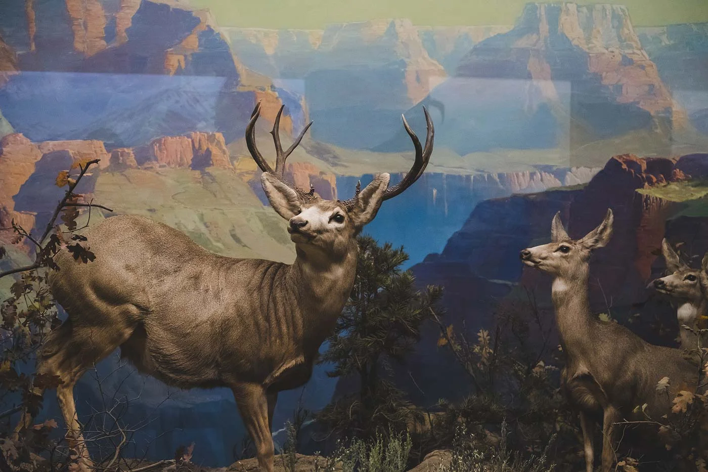 sNatural-History-Museum---Feb-2017-47.jpg
