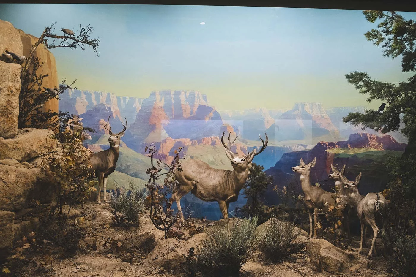 sNatural-History-Museum---Feb-2017-48.jpg