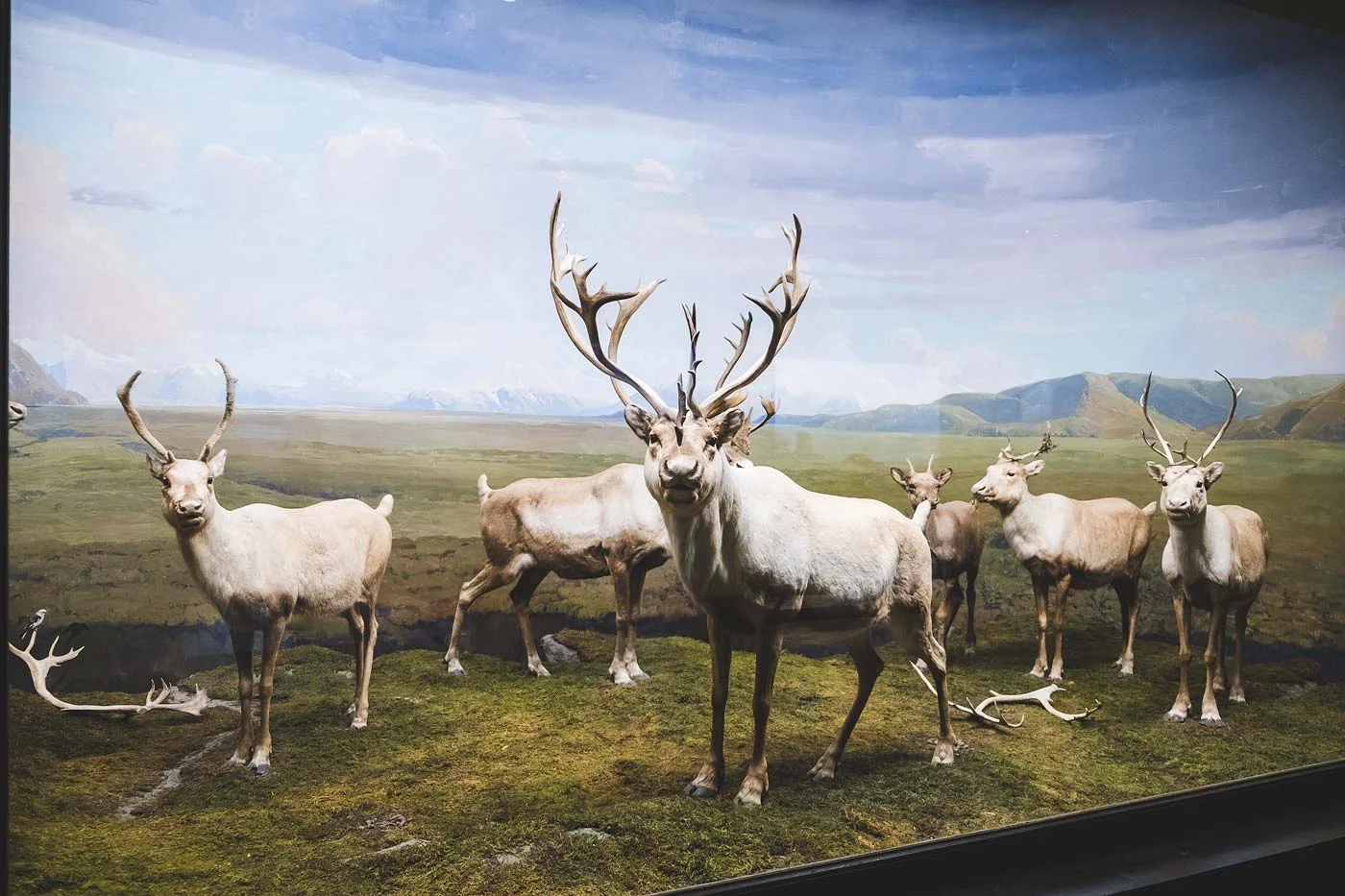 sNatural-History-Museum---Feb-2017-52.jpg