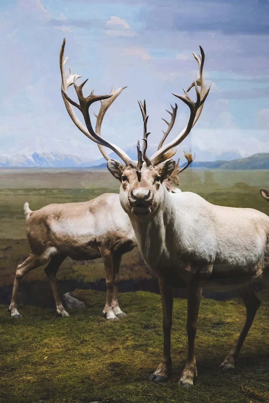 sNatural-History-Museum---Feb-2017-54.jpg