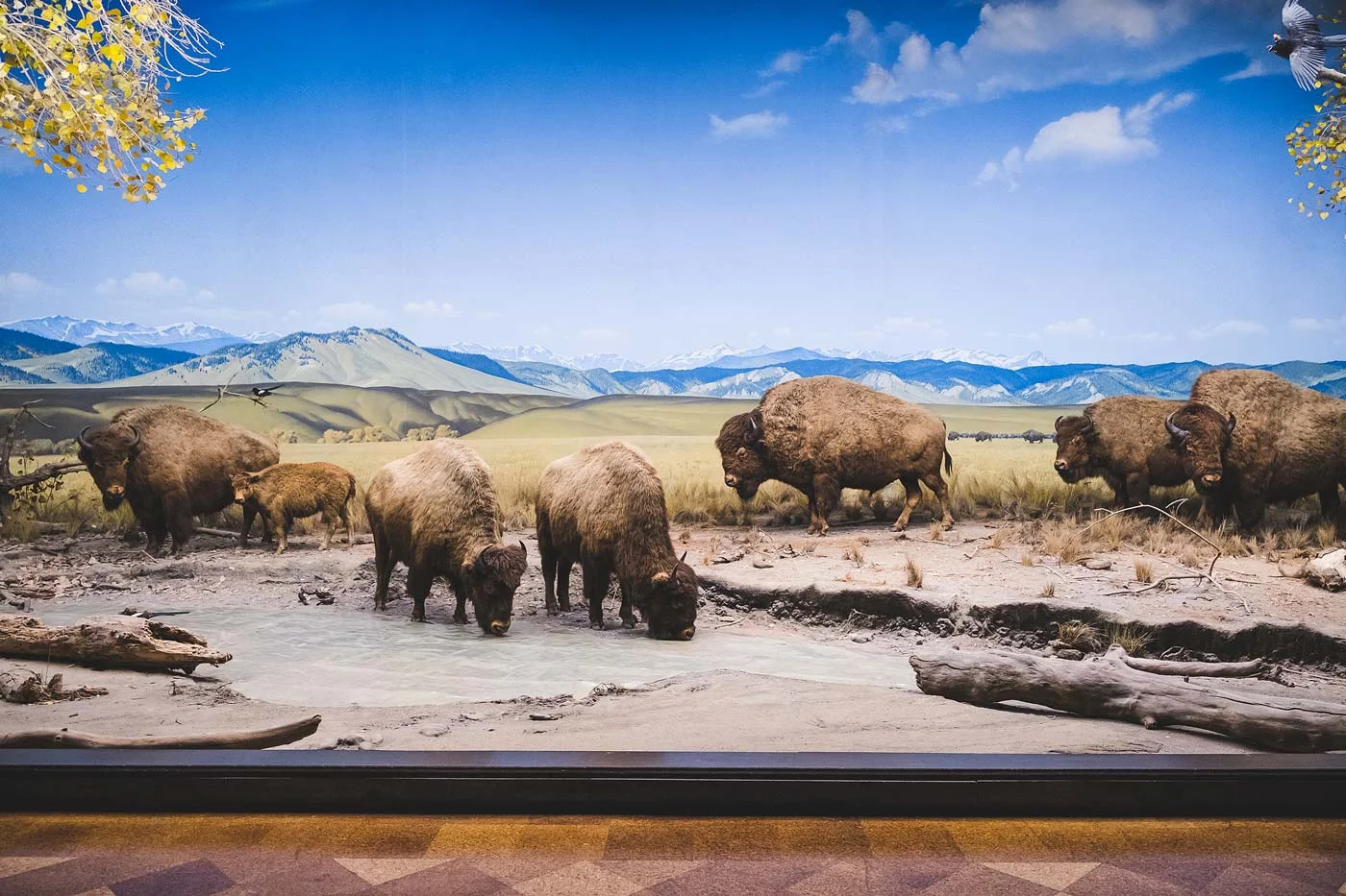 sNatural-History-Museum---Feb-2017-65.jpg
