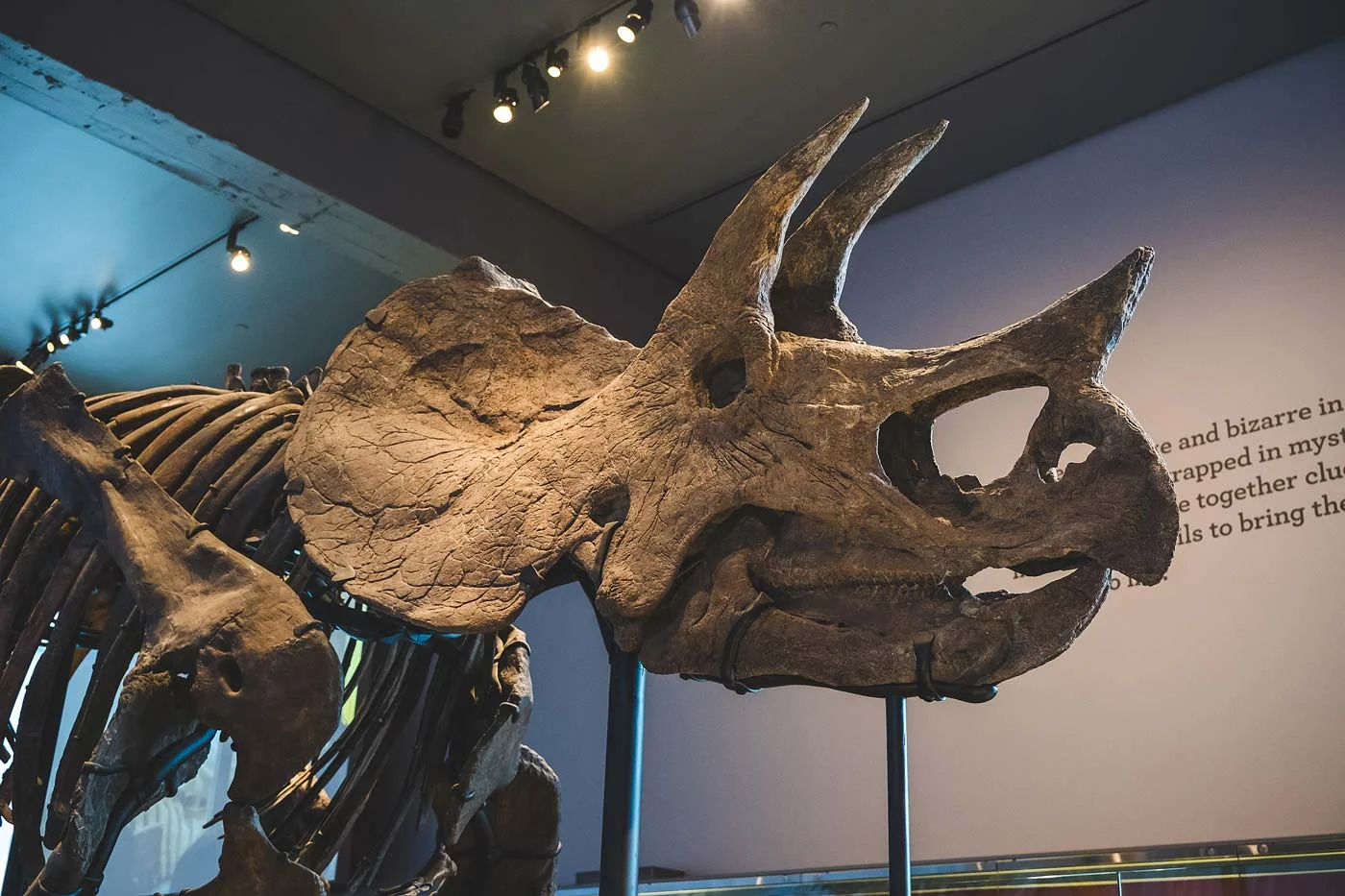 sNatural-History-Museum---Feb-2017-77.jpg