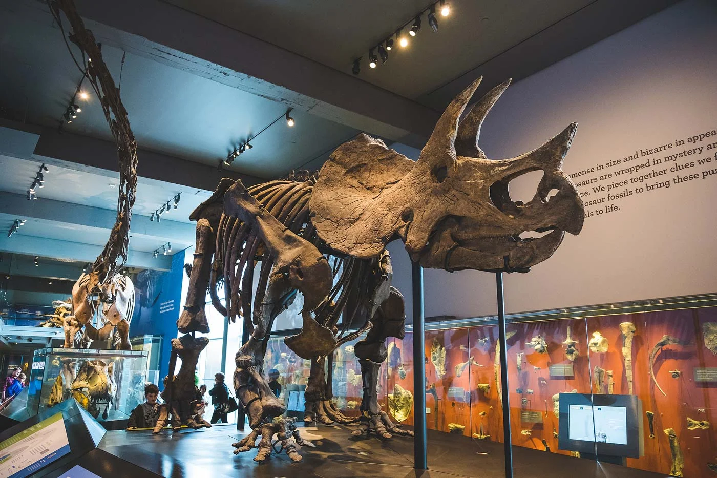 sNatural-History-Museum---Feb-2017-76.jpg