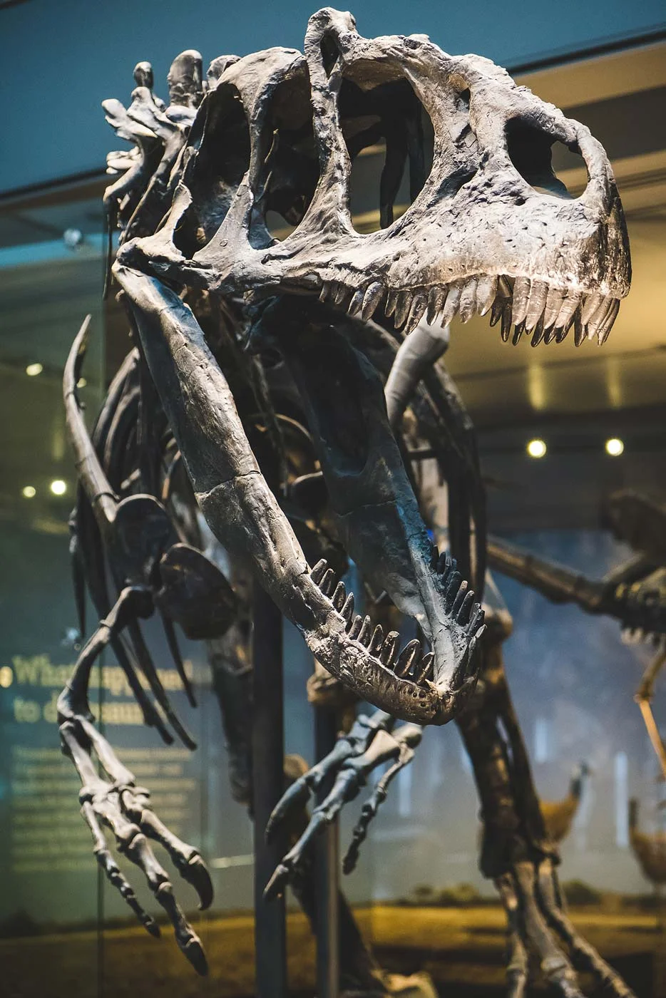 sNatural-History-Museum---Feb-2017-82.jpg