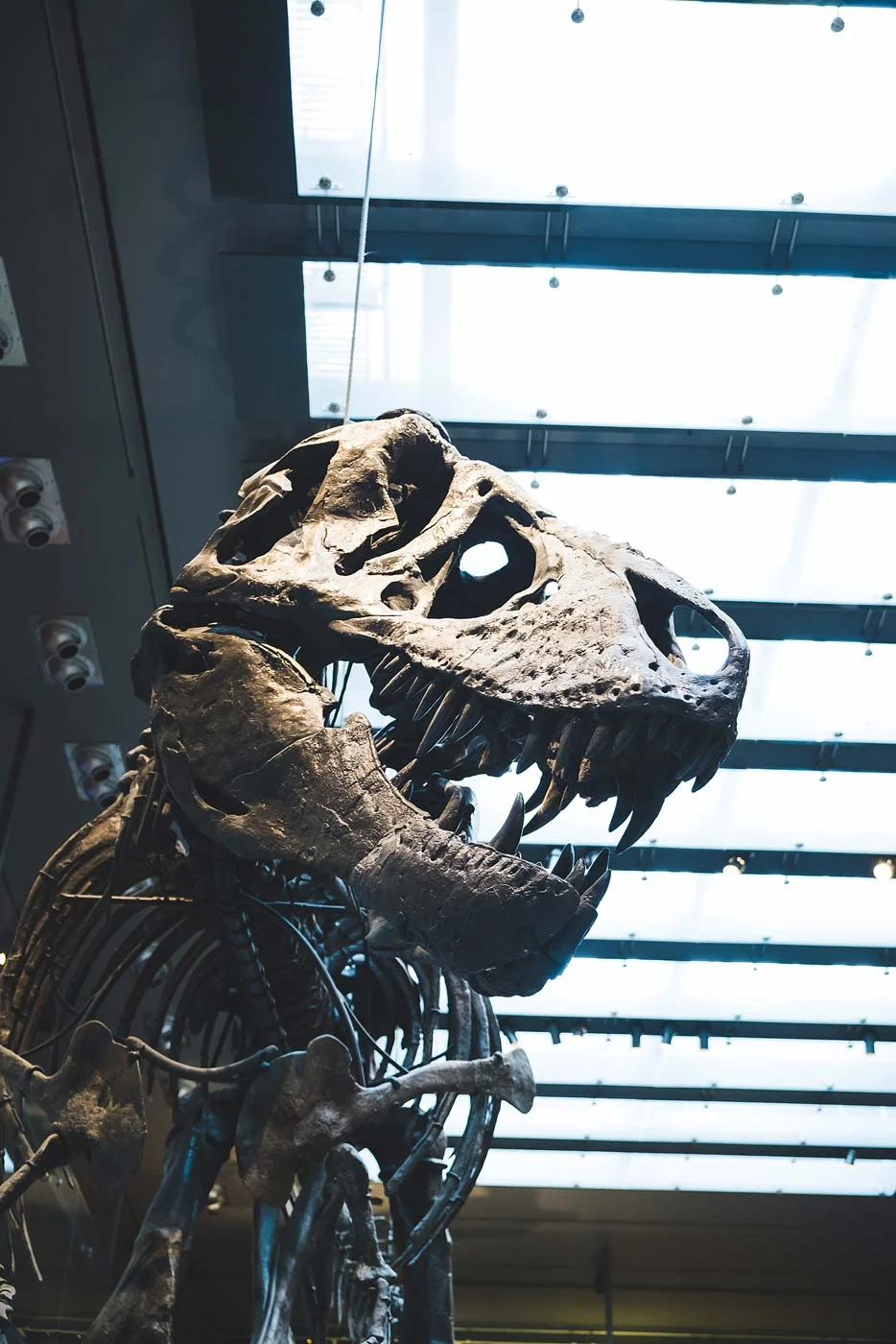 sNatural-History-Museum---Feb-2017-85.jpg
