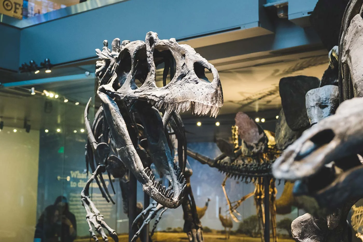 sNatural-History-Museum---Feb-2017-81.jpg
