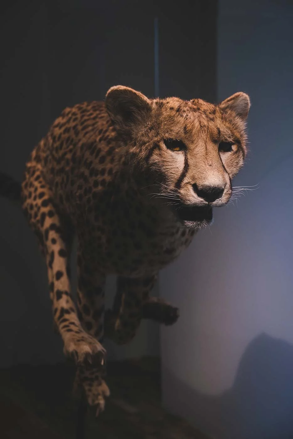 sNatural-History-Museum---Feb-2017-90.jpg