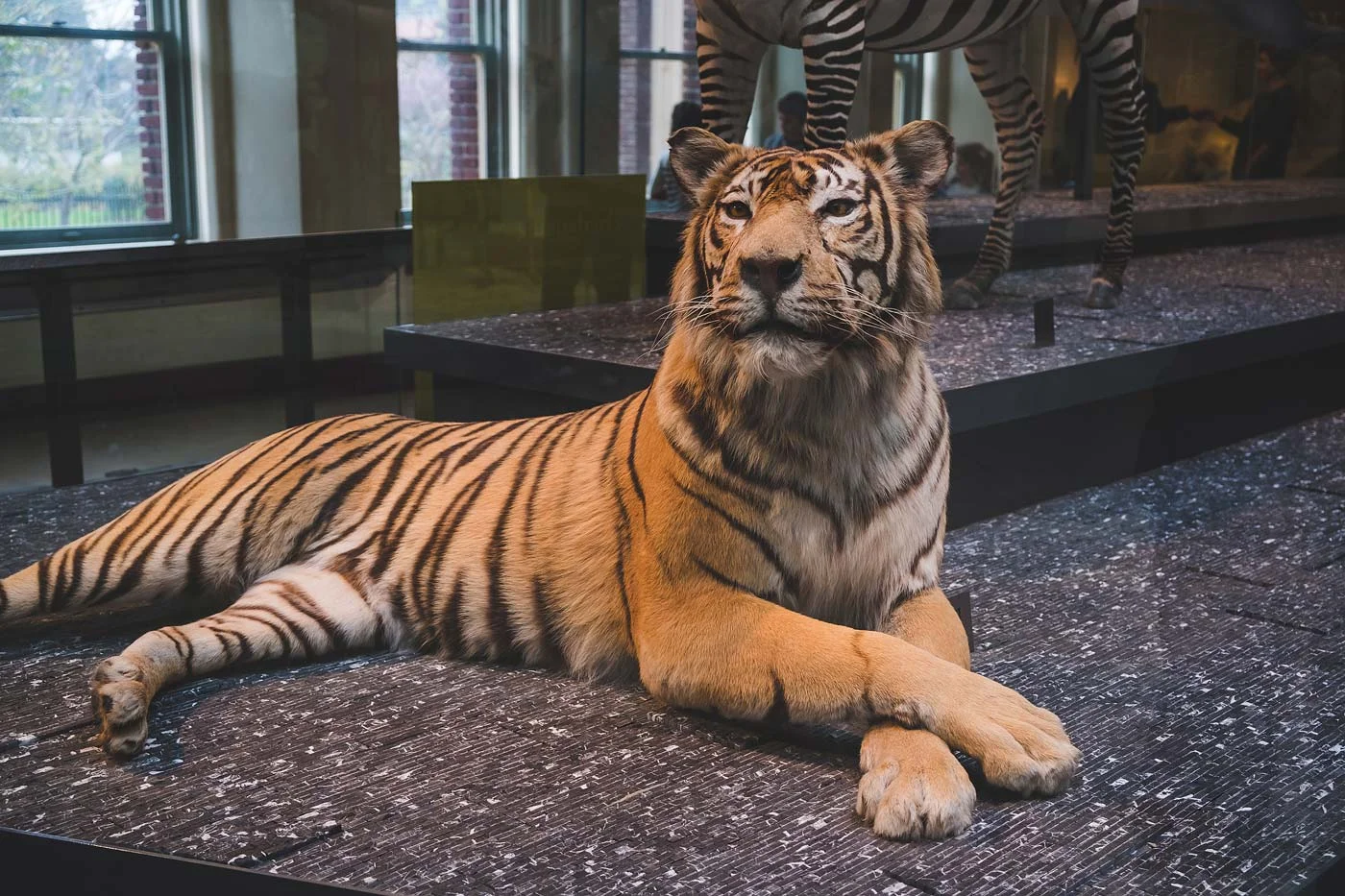sNatural-History-Museum---Feb-2017-91.jpg