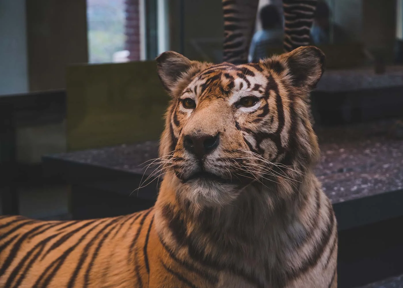 sNatural-History-Museum---Feb-2017-92.jpg