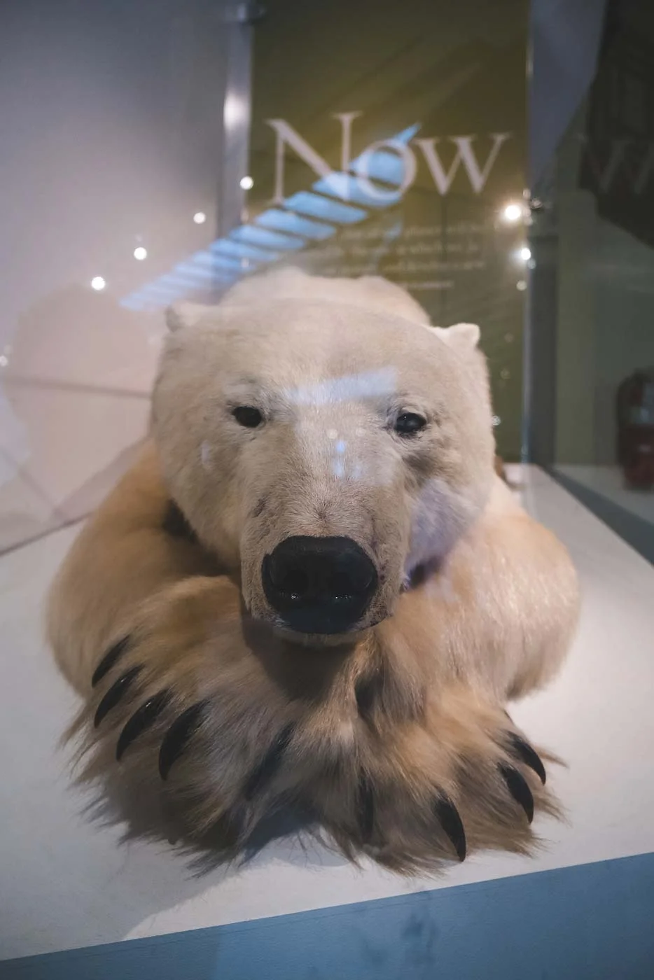 sNatural-History-Museum---Feb-2017-98.jpg