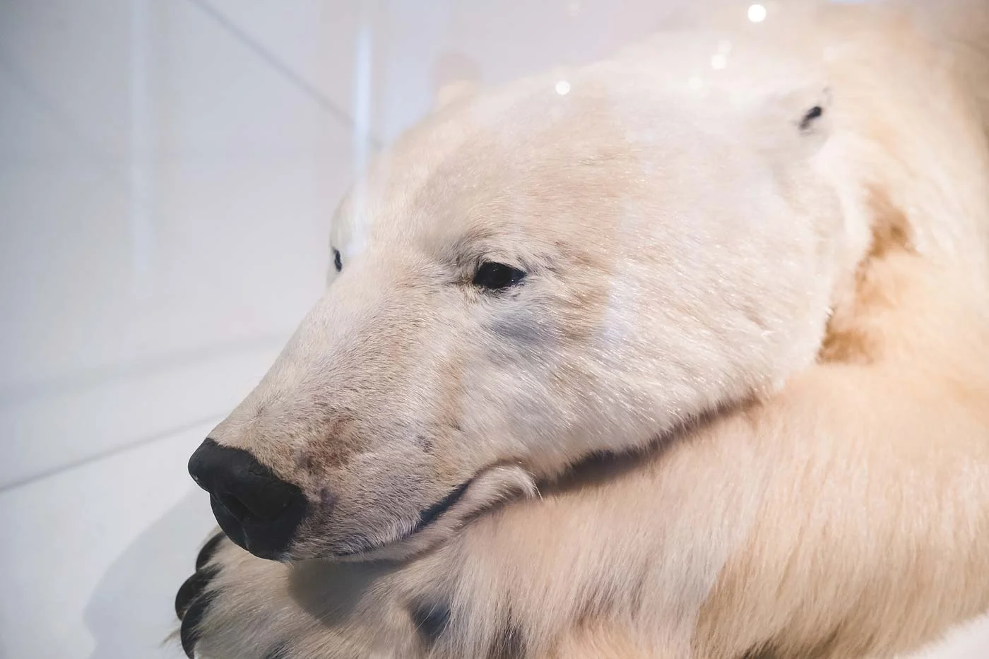 sNatural-History-Museum---Feb-2017-100.jpg