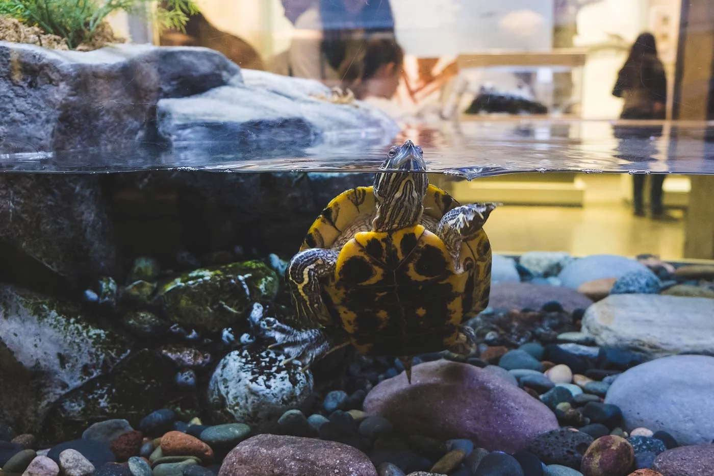 sNatural-History-Museum---Feb-2017-108.jpg