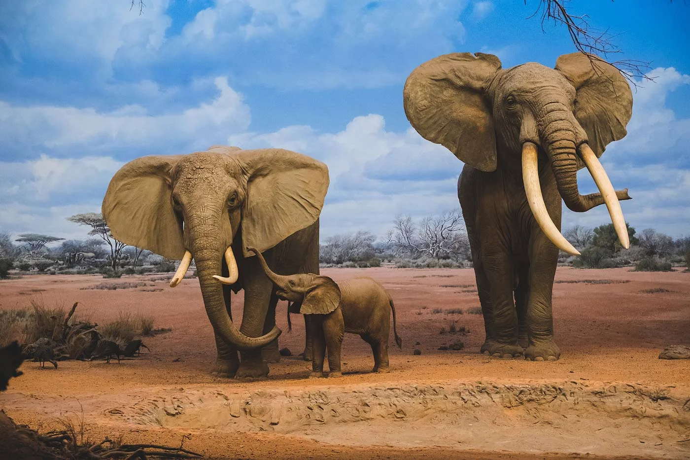 sNatural-History-Museum---Feb-2017-114.jpg