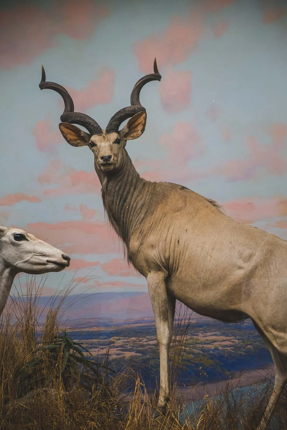 sNatural-History-Museum---Feb-2017-120.jpg