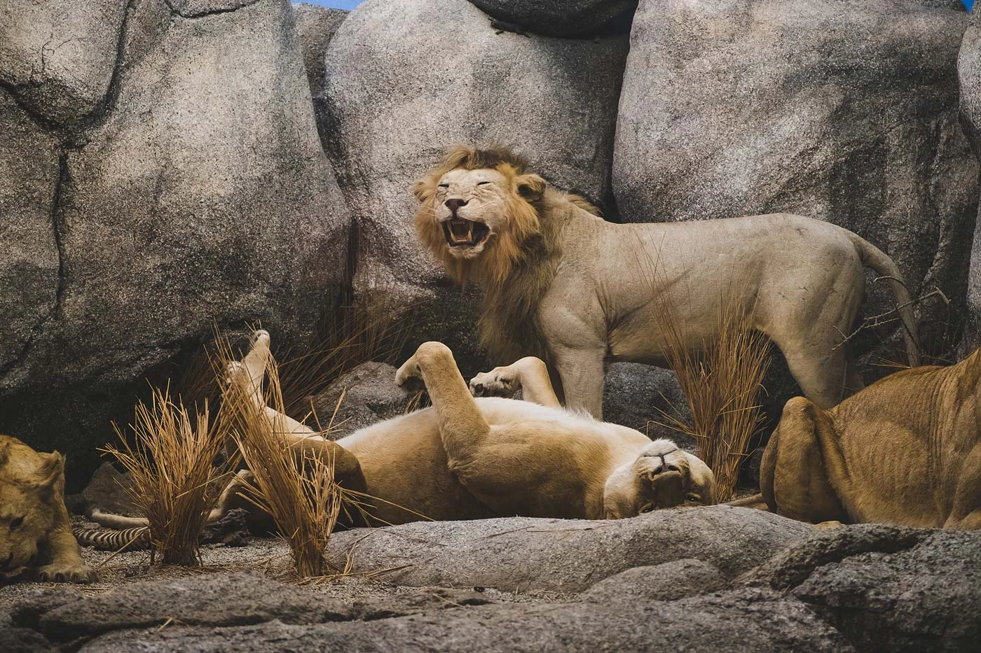 sNatural-History-Museum---Feb-2017-124.jpg