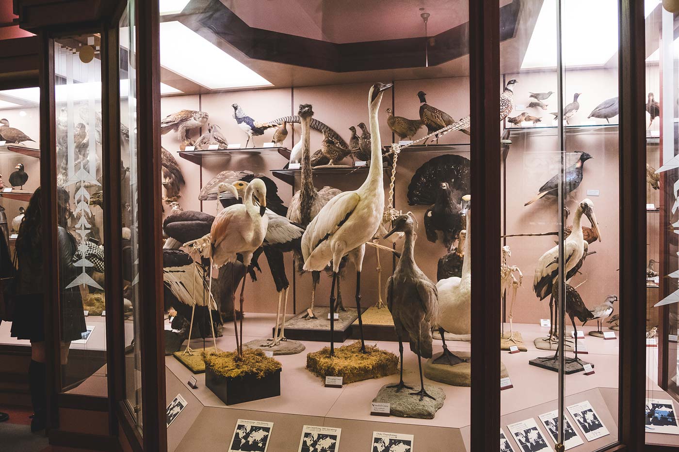 sNatural-History-Museum---Feb-2017-146.jpg