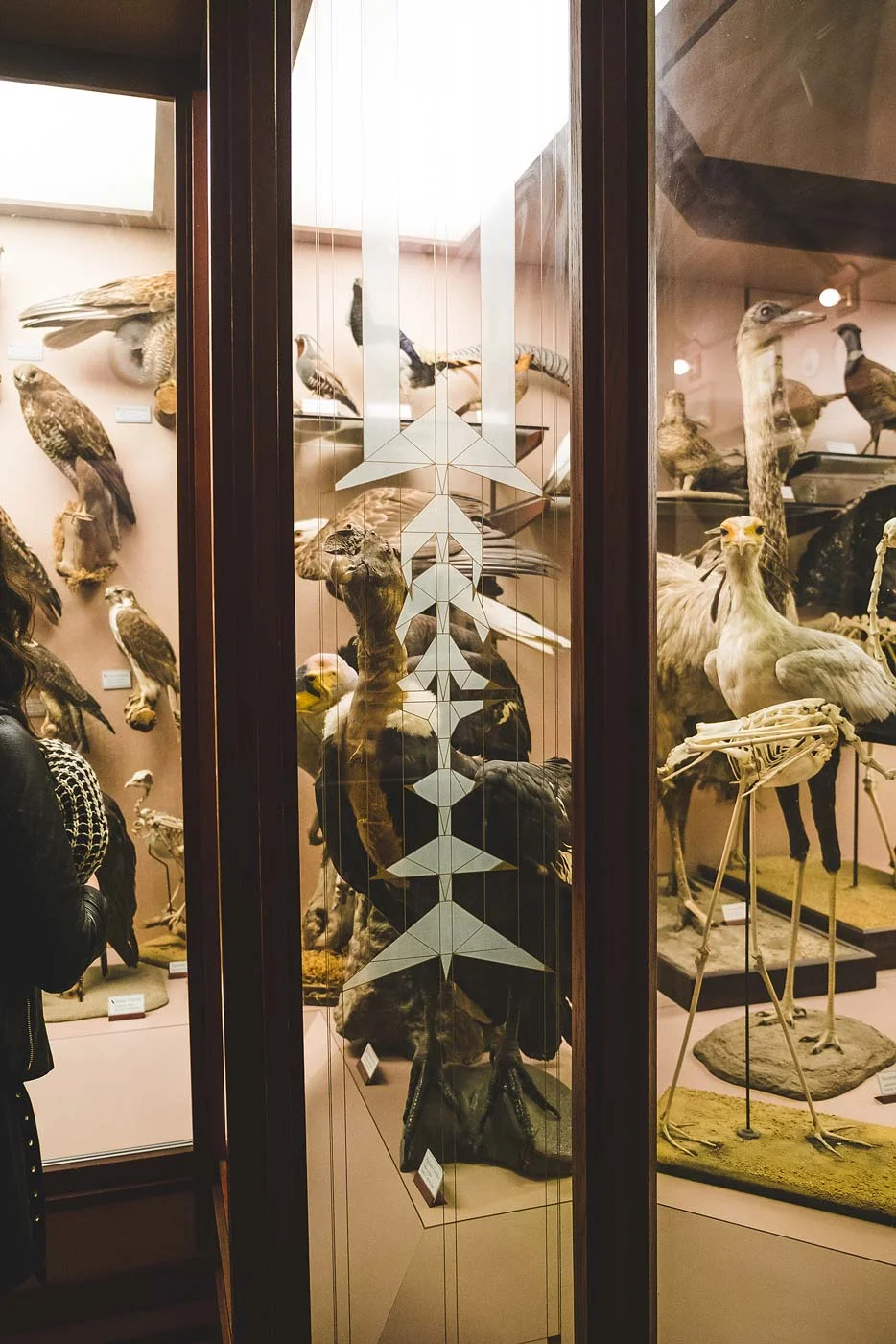 sNatural-History-Museum---Feb-2017-147.jpg
