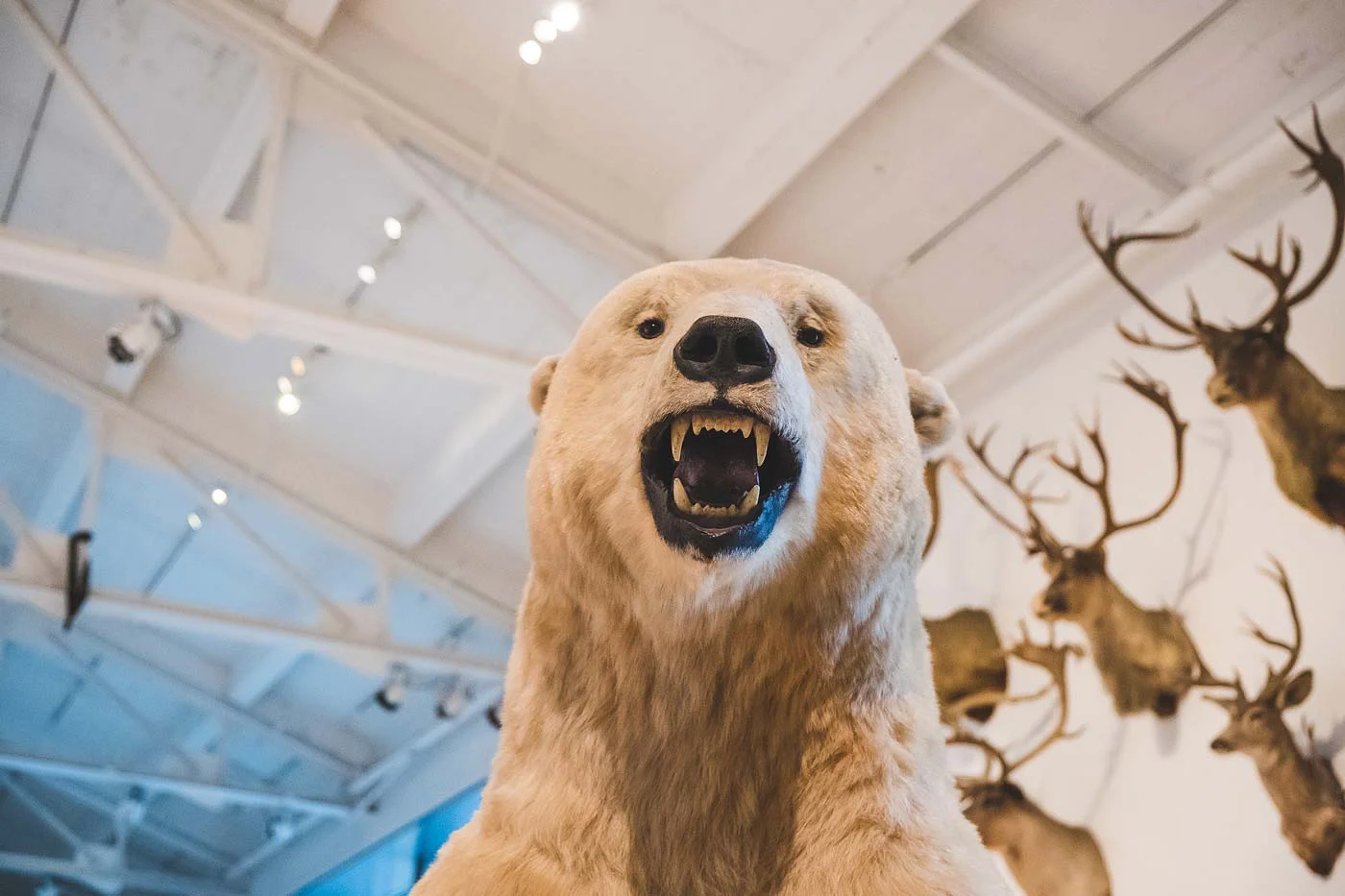 sNatural-History-Museum---Feb-2017-157.jpg